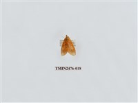 藏品(華麗美苔蛾)的圖片